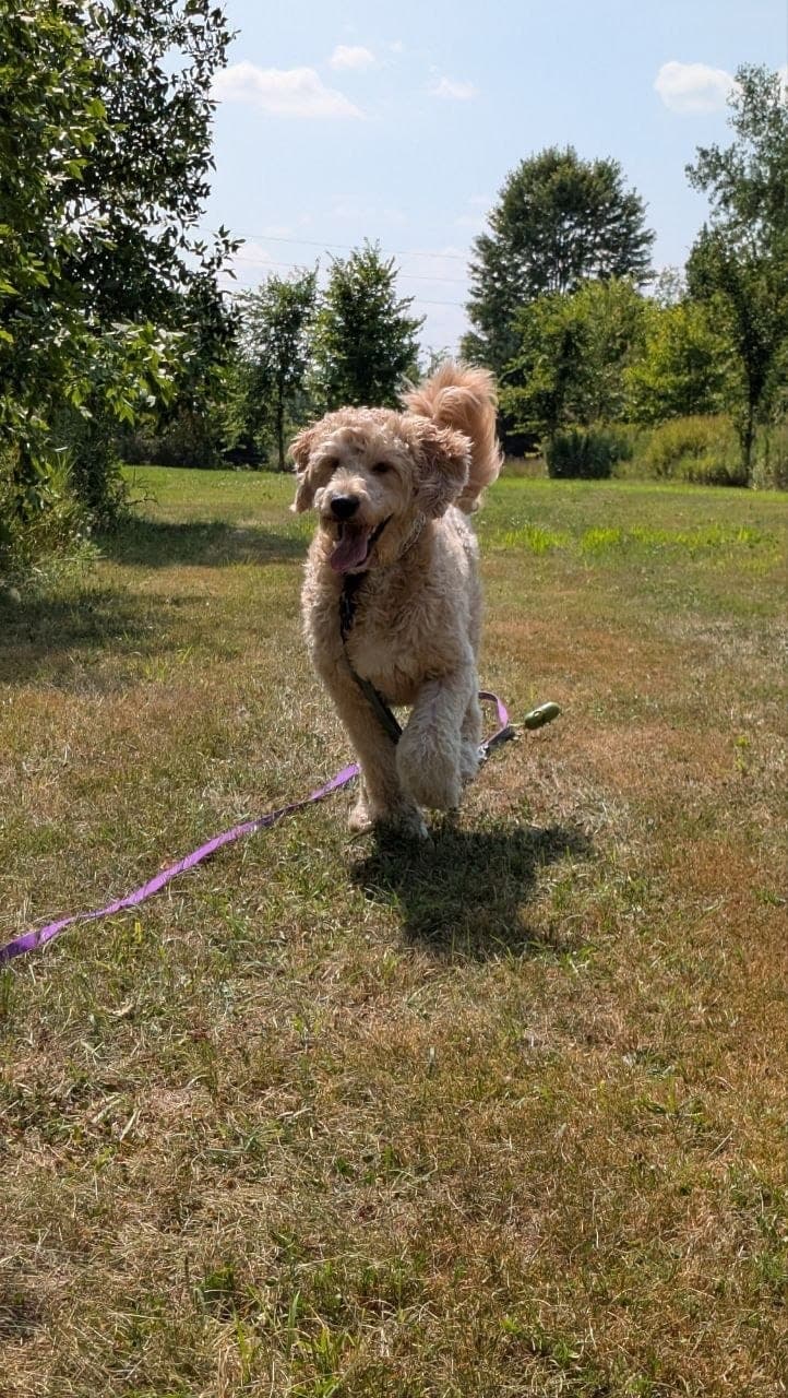 Ace the goldendoodle