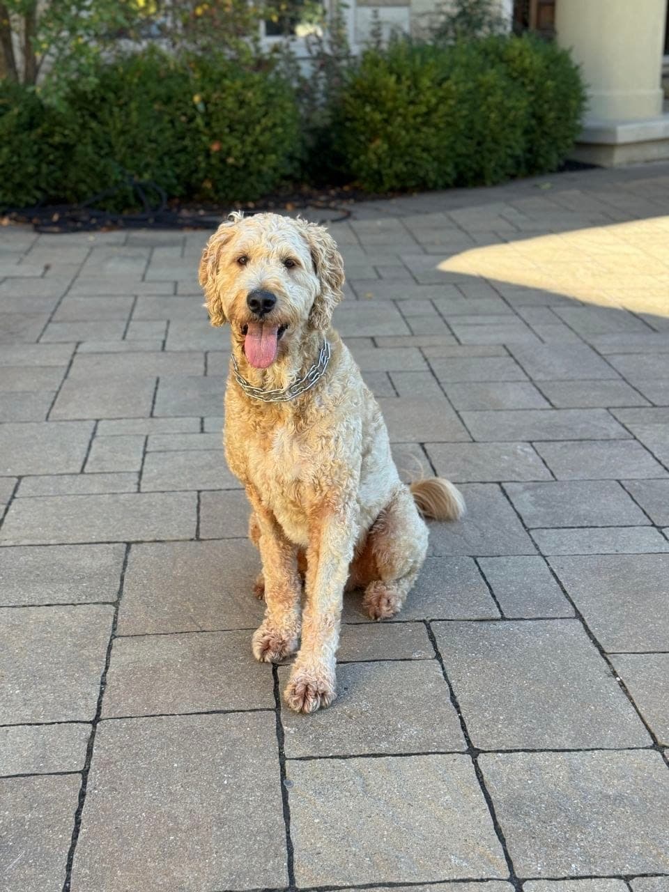 Ace the goldendoodle