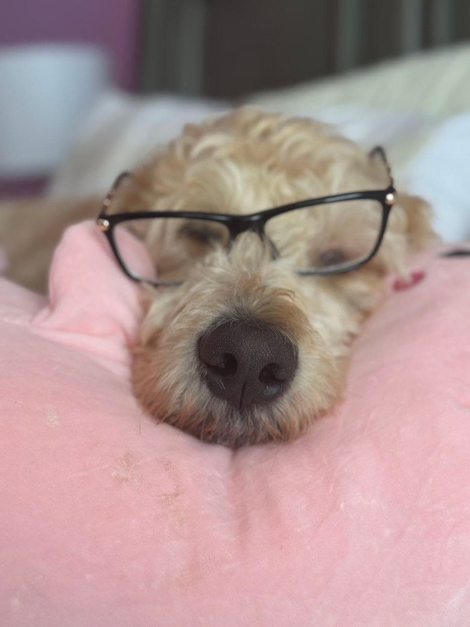 Ace the goldendoodle wearing glasses